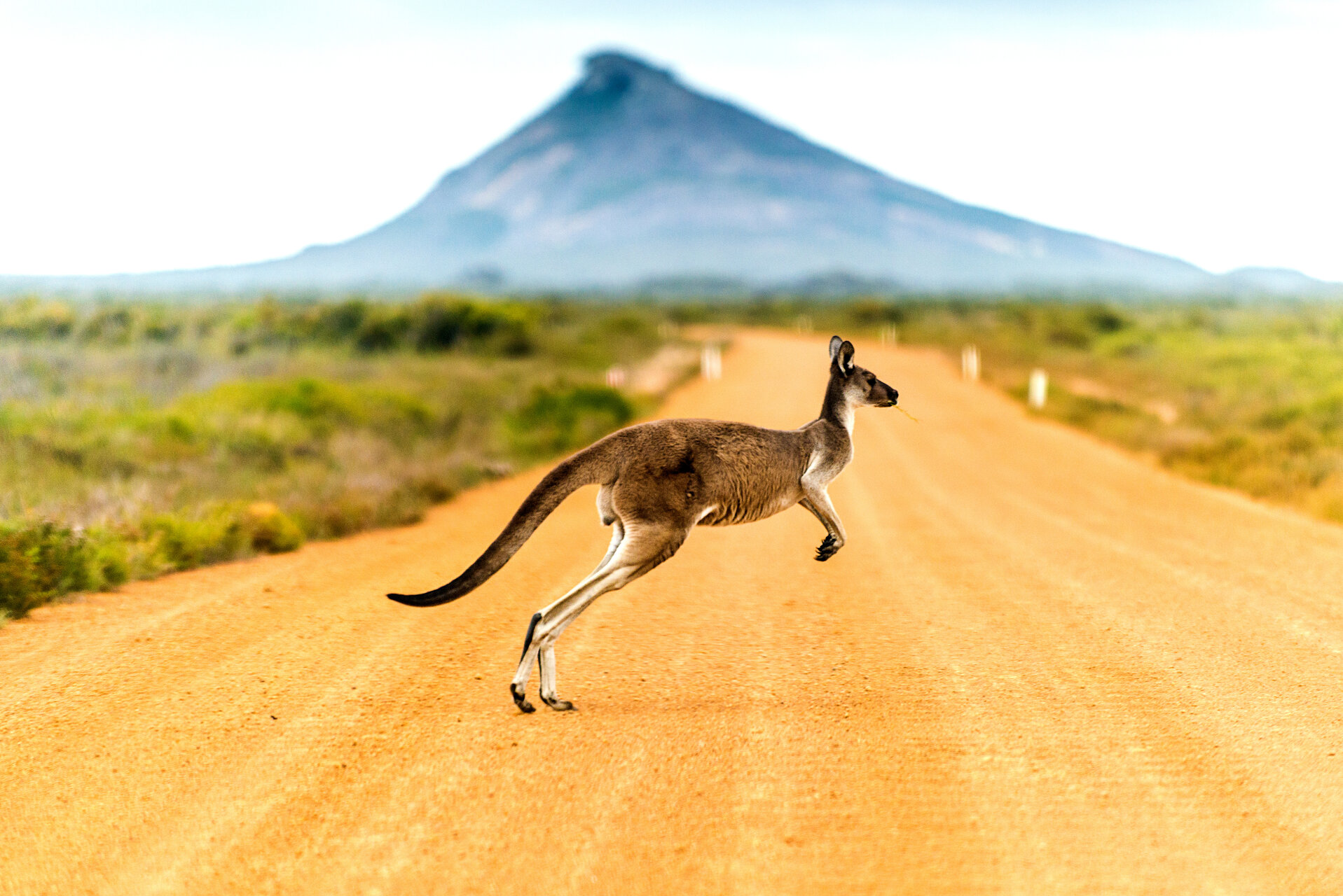 Australian outback landscape with kangaroo