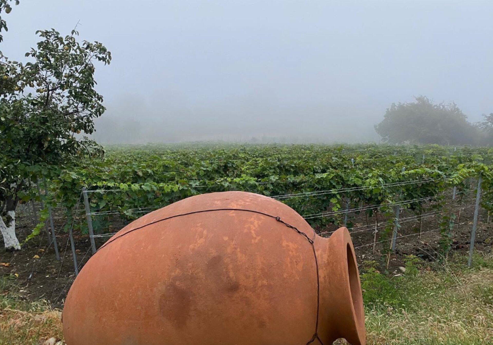 Clay qvevri amphora in a Georgian vineyard