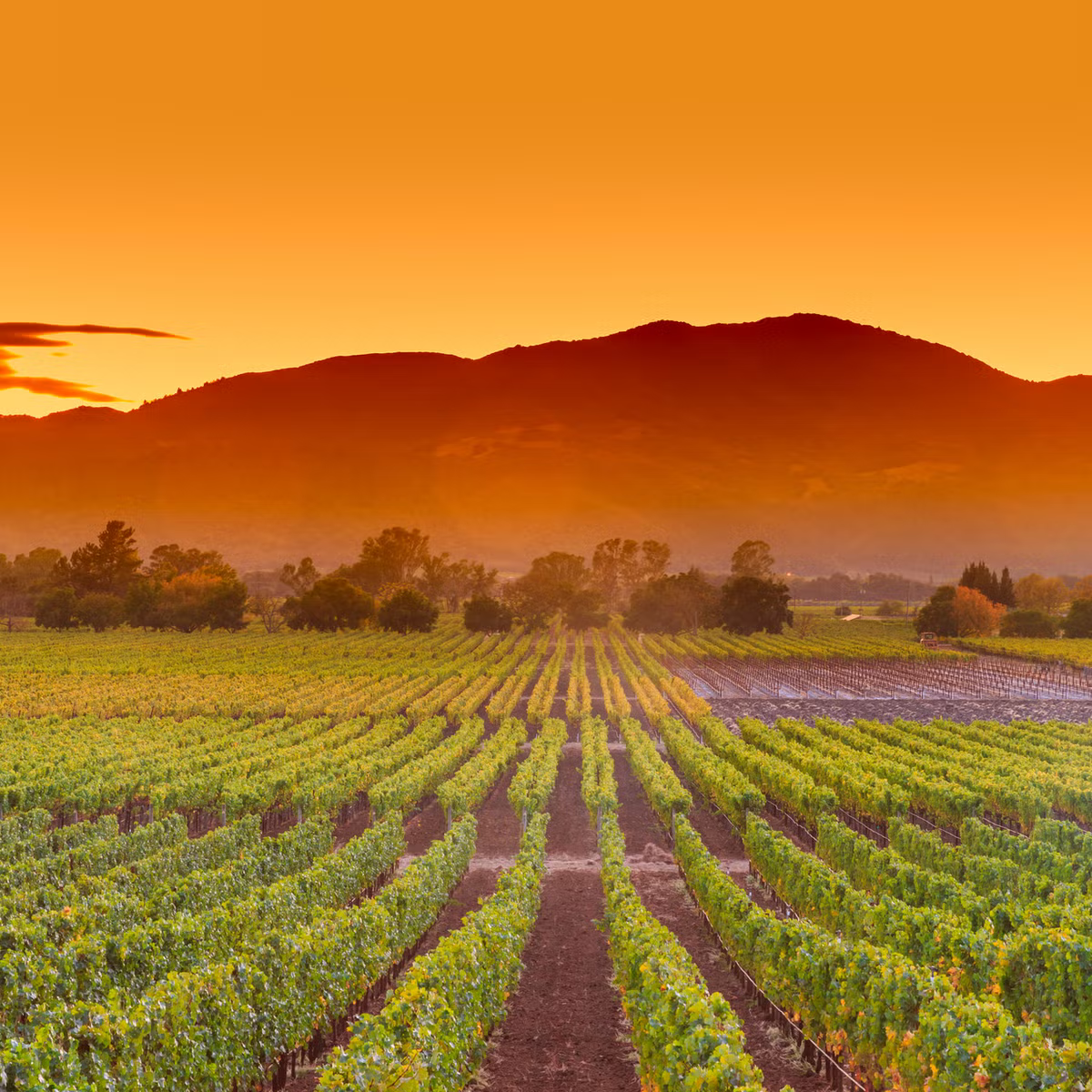 Northern California vineyard at sunset