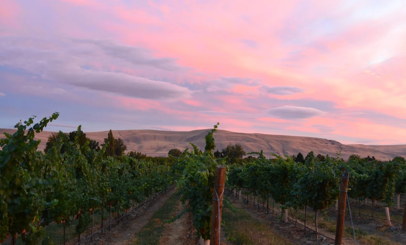 Washington vineyard at sunset